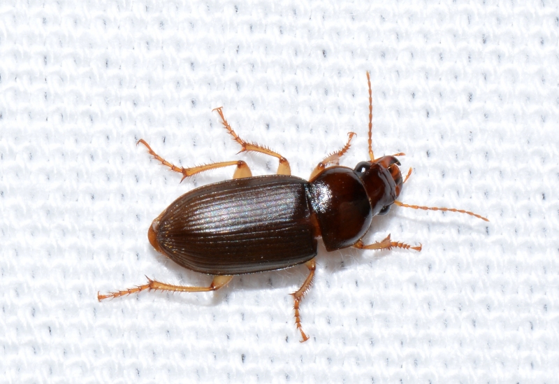 carabidae da Id.