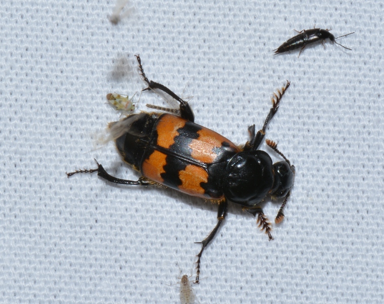 Nicrophorus vespillo, Silphidae