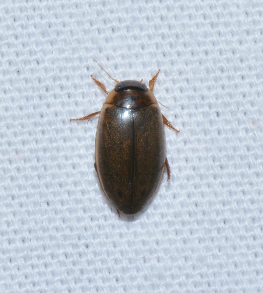 Dytiscidae: Dytiscus sp.?  No, cfr. Rhantus sp.