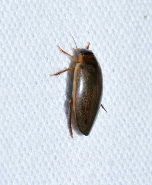 Dytiscidae: Dytiscus sp.?  No, cfr. Rhantus sp.