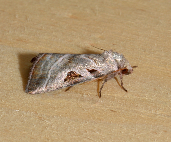 Da Id. - Eucarta virgo, Noctuidae