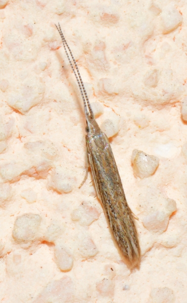 Coleophoridae da Id