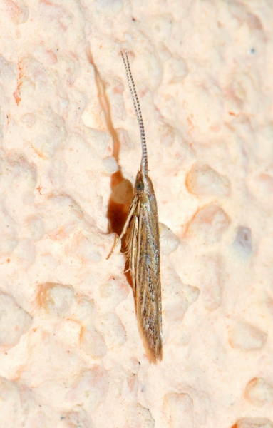 Coleophoridae da Id