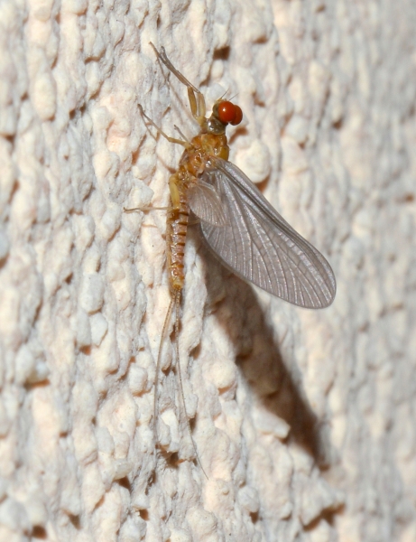 Serratella ignita, maschio subimago (Ephemerellidae)