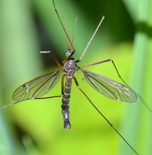 Tipulidae da Id