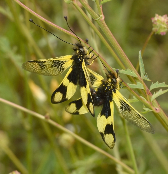 Libelloides macaronius