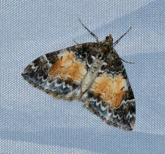 Geometridae - Dysstroma truncata ? S