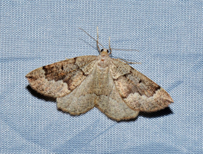 Geometridae - Pungeleria capreolaria? S