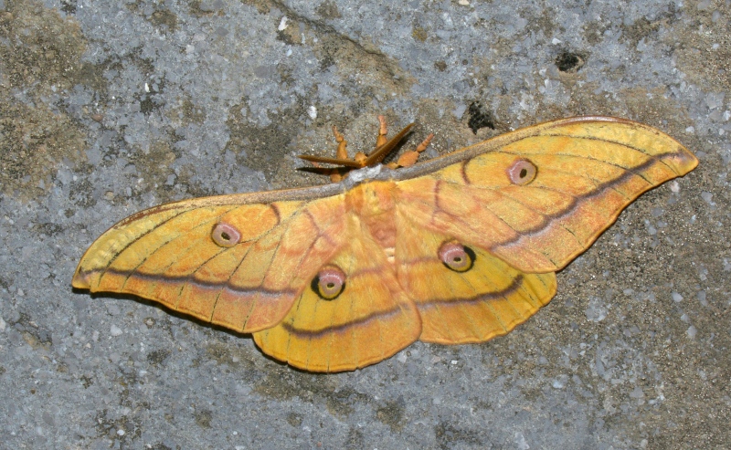 Yamamai !! Antheraea (Antheraea) yamamai, Saturniidae