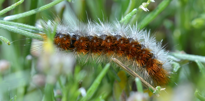 Bruco dalla Bosnia - Rhyparia purpurata, Erebidae Arctiinae