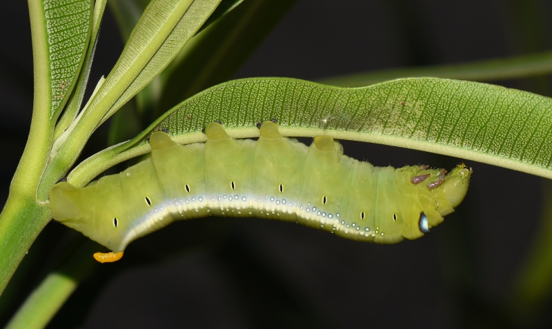 Sphingidae: Daphnis nerii bruco