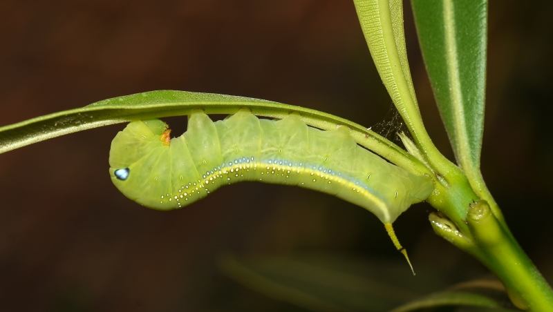 Sphingidae: Daphnis nerii bruco