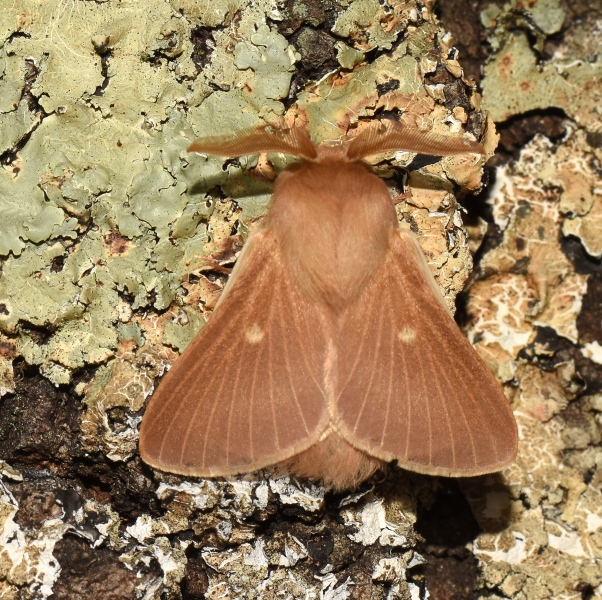 Lasiocampidae: Eriogaster (Eriogaster) rimicola