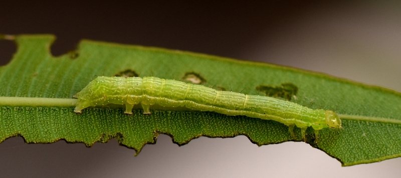 Bruco verde:  Noctuidae: cfr. Autografa gamma