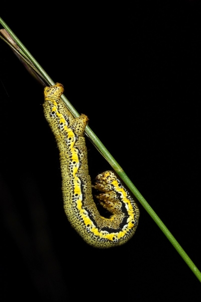 Bruco di  Lycia cfr. graecarius (Geometridae)