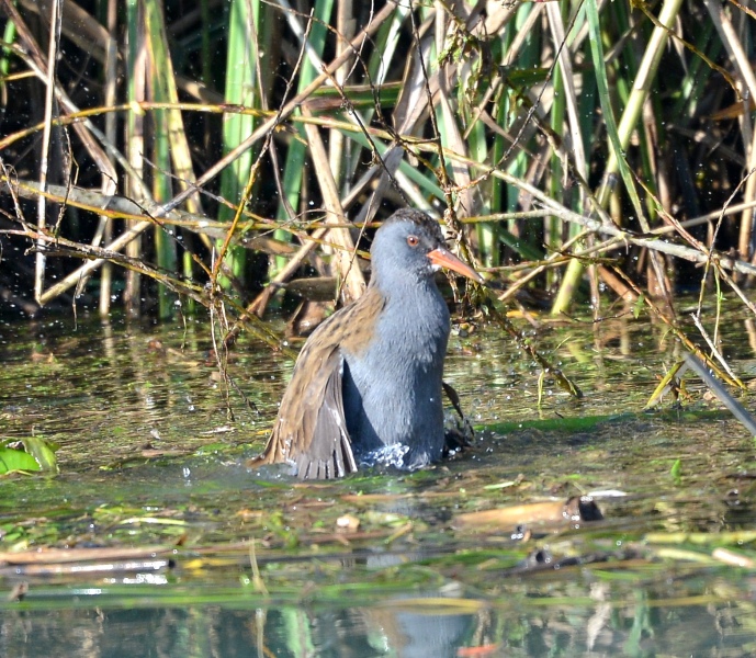 Porcilione il ginnico   (Rallus aquaticus)