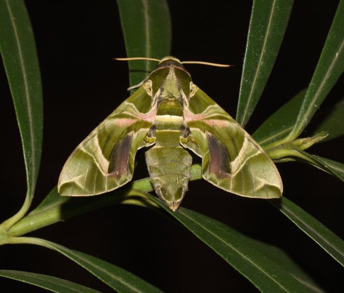 Sphingidae: Daphnis nerii