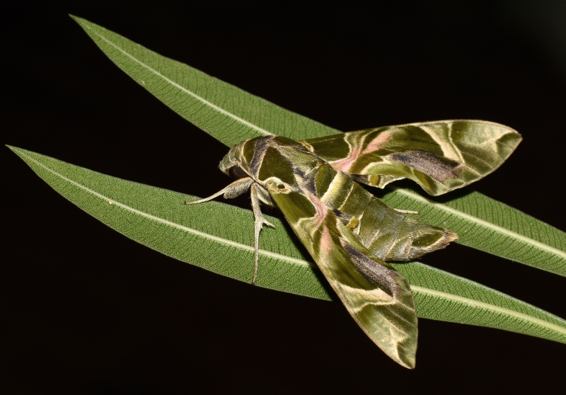 Sphingidae: Daphnis nerii