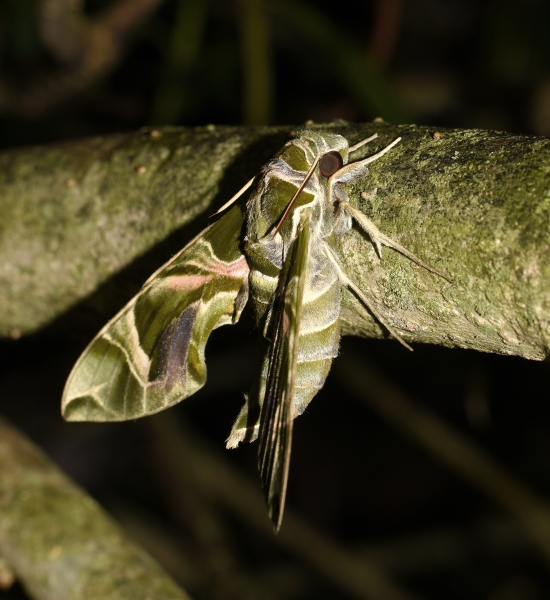 Sphingidae: Daphnis nerii