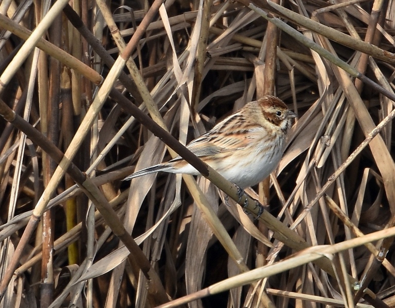 Migliarino di palude (Emberiza schoeniclus)