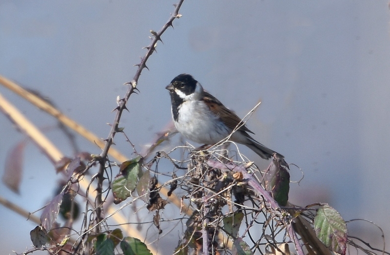 Migliarino di palude (Emberiza schoeniclus)