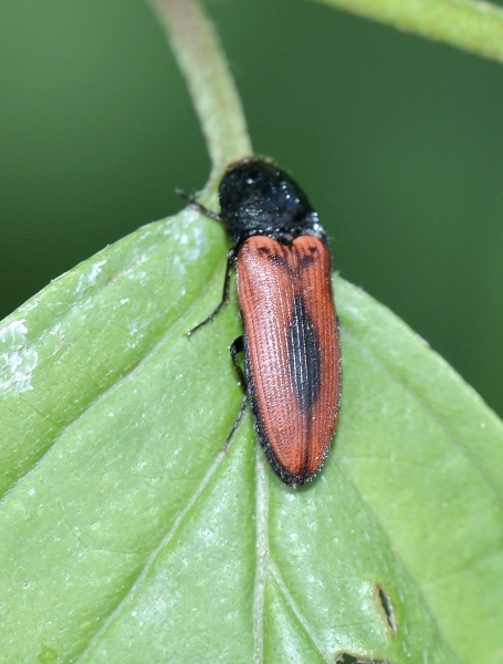 Elateridae: Ampedus sanguinolentus