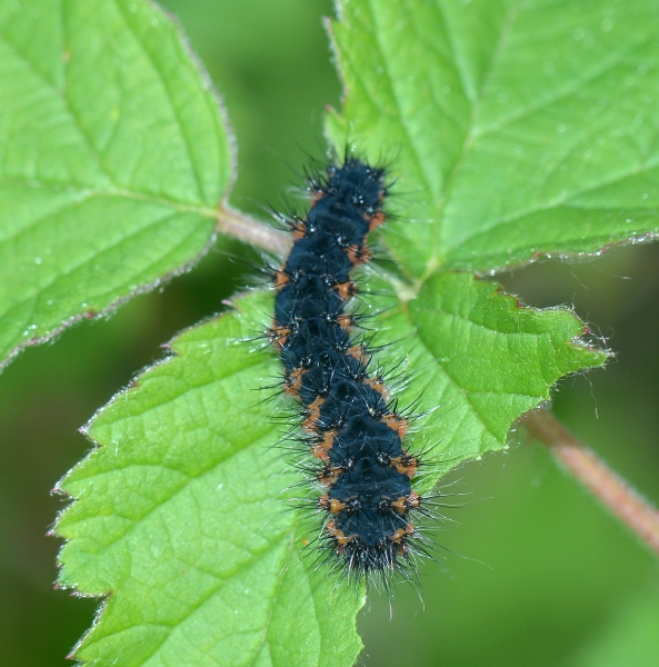 Bruco da Id. - Saturnia (Eudia) pavoniella