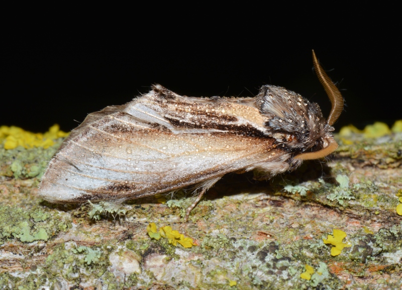 Pheosia tremula, Notodontidae