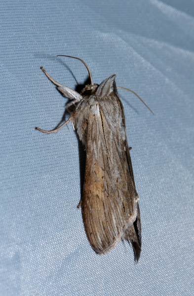 Da Id. -  Cucullia sp., Noctuidae