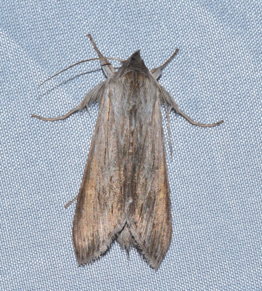 Da Id. -  Cucullia sp., Noctuidae