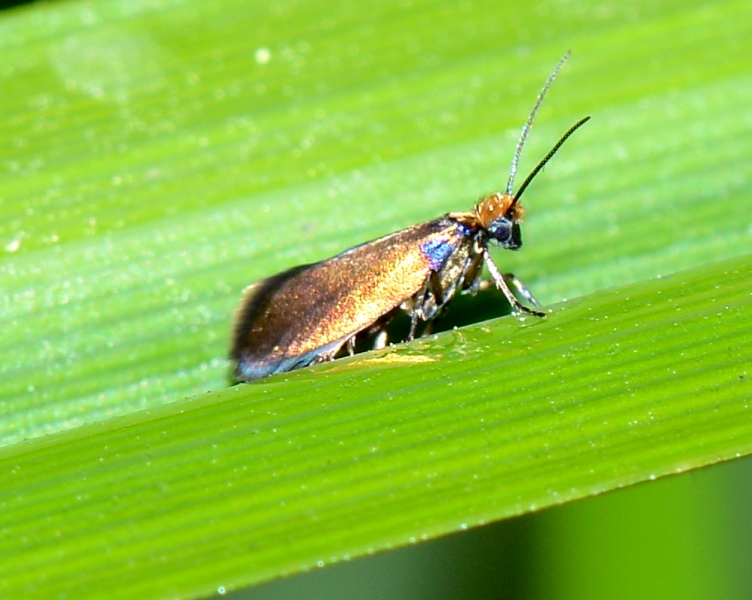 Micropterix calthella? Probabile