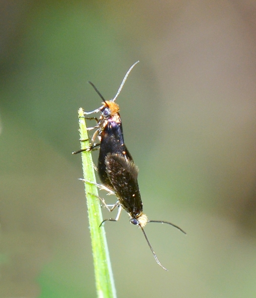 Micropterix calthella? Probabile