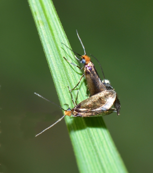 Micropterix calthella? Probabile