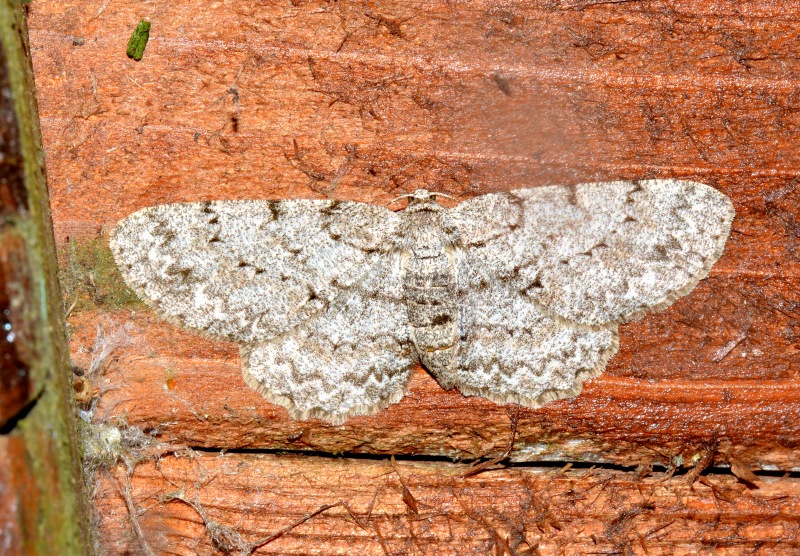 Ectropis crepuscularia? No, Hypomecis punctinalis, Geometridae