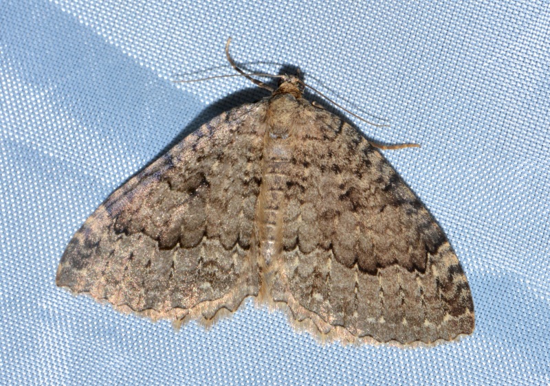 Geometridae da Id - Triphosa tauteli