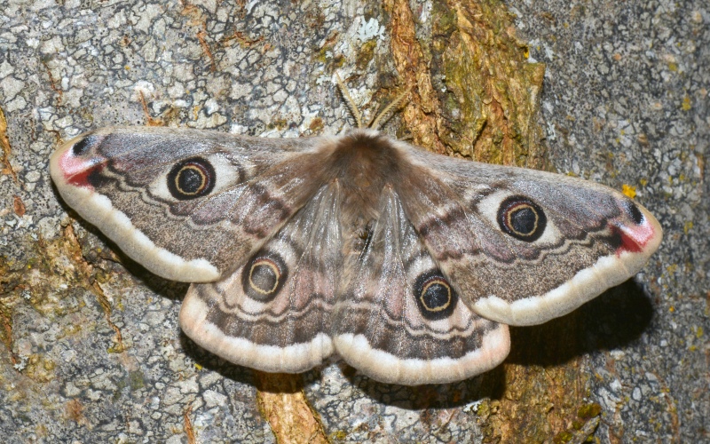 Saturnia pavoniella