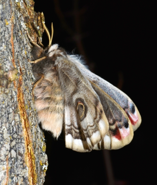 Saturnia pavoniella