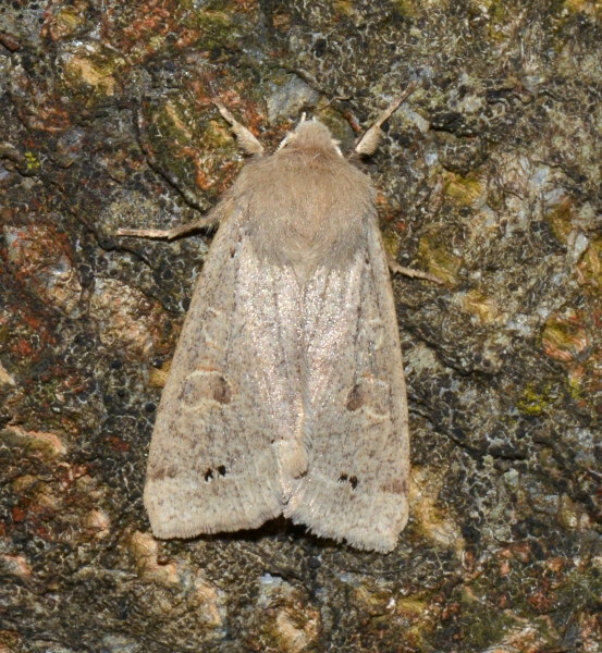 Noctuidae: Anorthoa munda? S