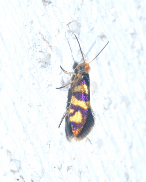 Micropterix tuscaniensis?