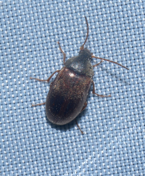 Tenebrionidae Alleculinae: cfr. Isomira sp.
