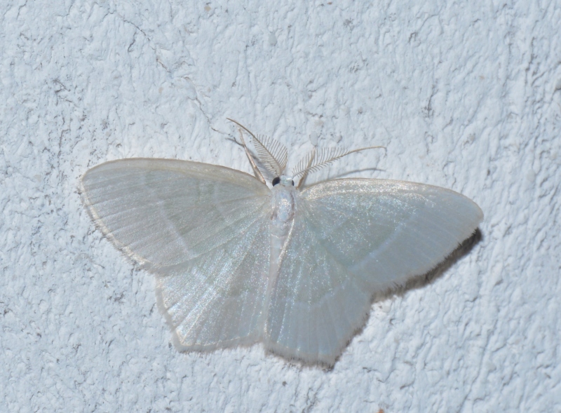 Hylaea fasciaria prasinaria? No, Jodis lactearia - Geometridae