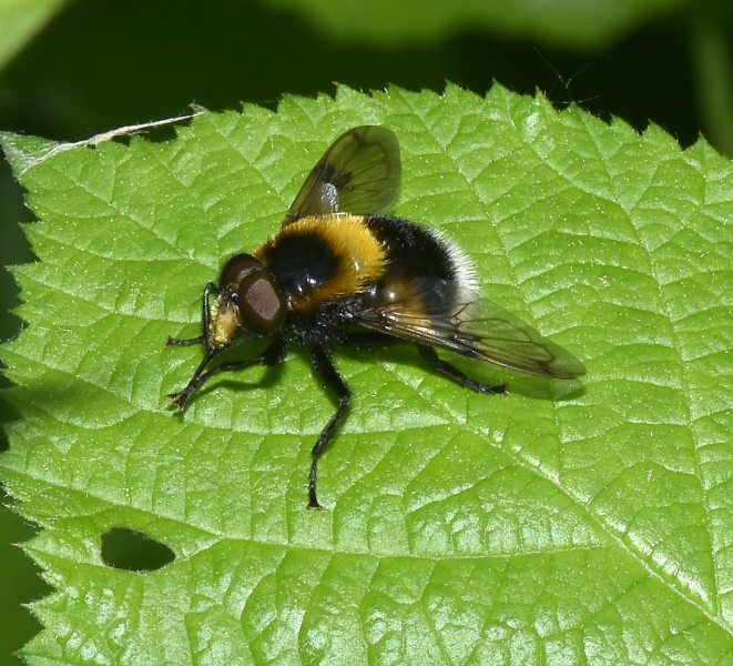 Syrphidae: Volucella bombylans, maschio