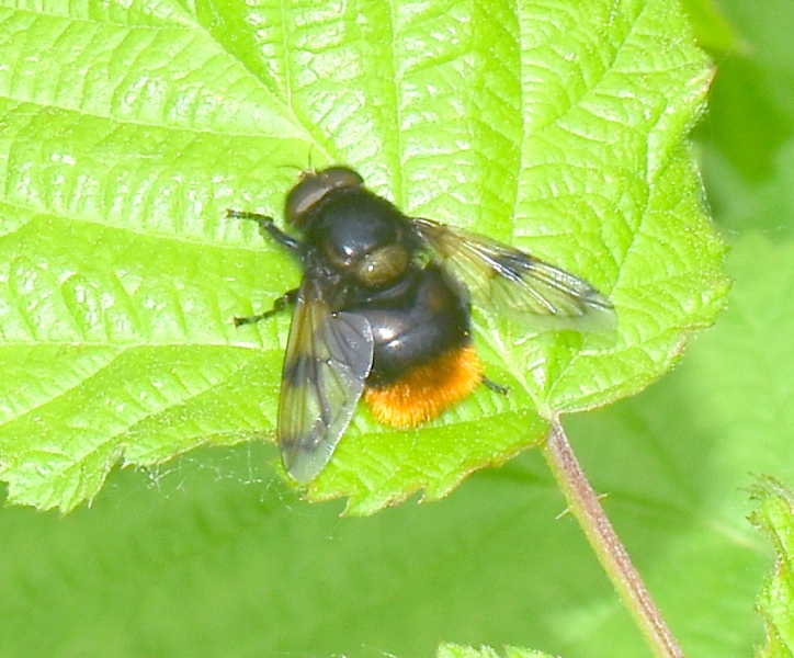 Syrphidae: Volucella bombylans, maschio