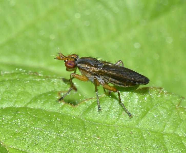 Sciomyzidae: cfr. Limnia unguicornis