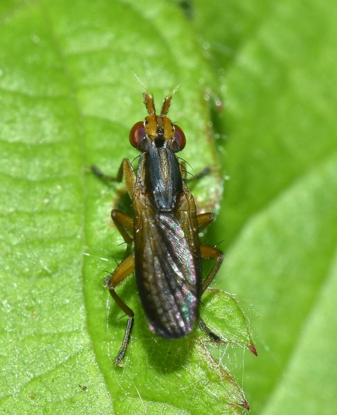 Sciomyzidae: cfr. Limnia unguicornis