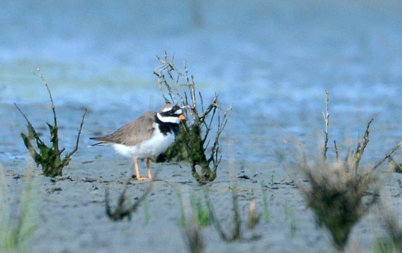 Corriere grosso (Charadrius hyaticula)