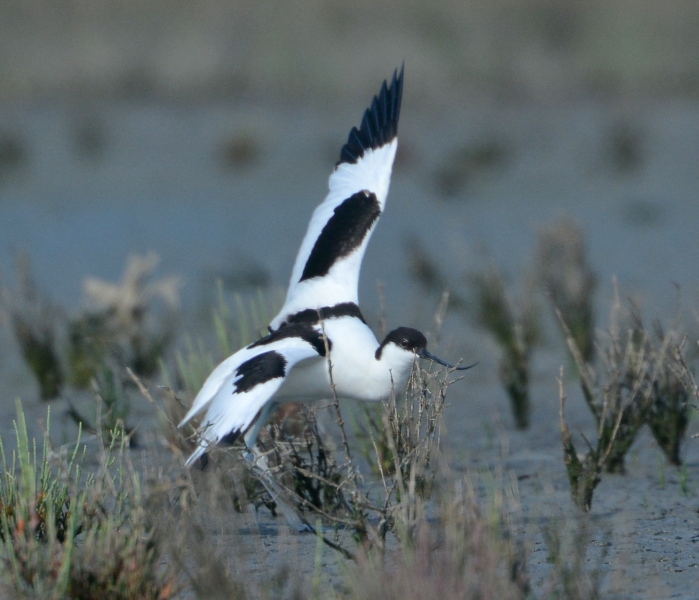 Avocetta (Recurvirostra avosetta)