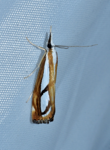 Catoptria permutatella?