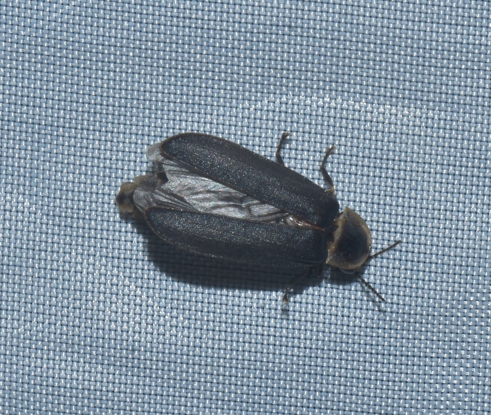 Lampyris noctiluca, maschio  (Lampyridae)
