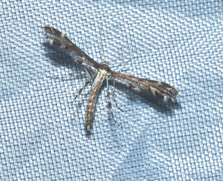 Pterophoridae da Id.